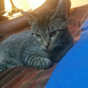 Meet your Posher, Cornelia